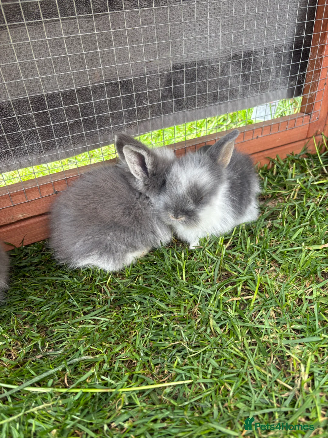 Lionhead rabbits for sale: Mini lion head rabbits  in Derby - Advert 1
