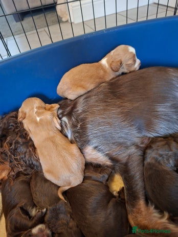 Cocker Spaniel dogs - Advert 2