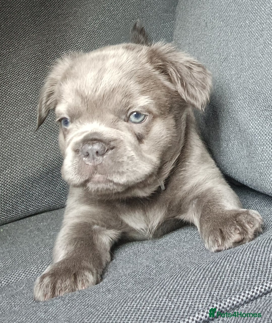 French Bulldog dogs for sale: Fluffy French bulldogs - Image 12