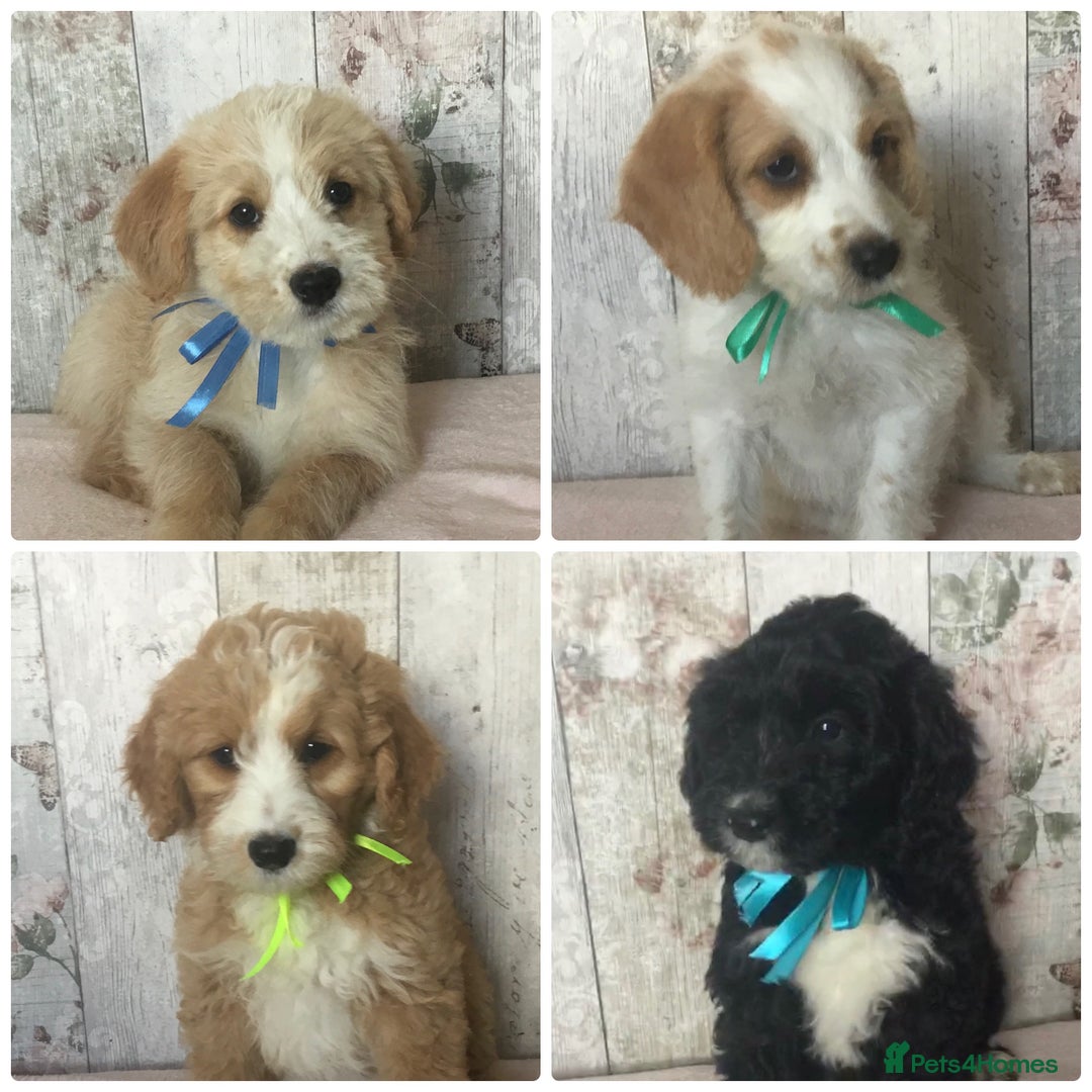 Bordoodle dogs for sale: Adorable & Confident Collie x poodle pups - Image 2