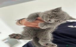 Brazilian Shorthair cats for sale: British Shorthair  - Image 2