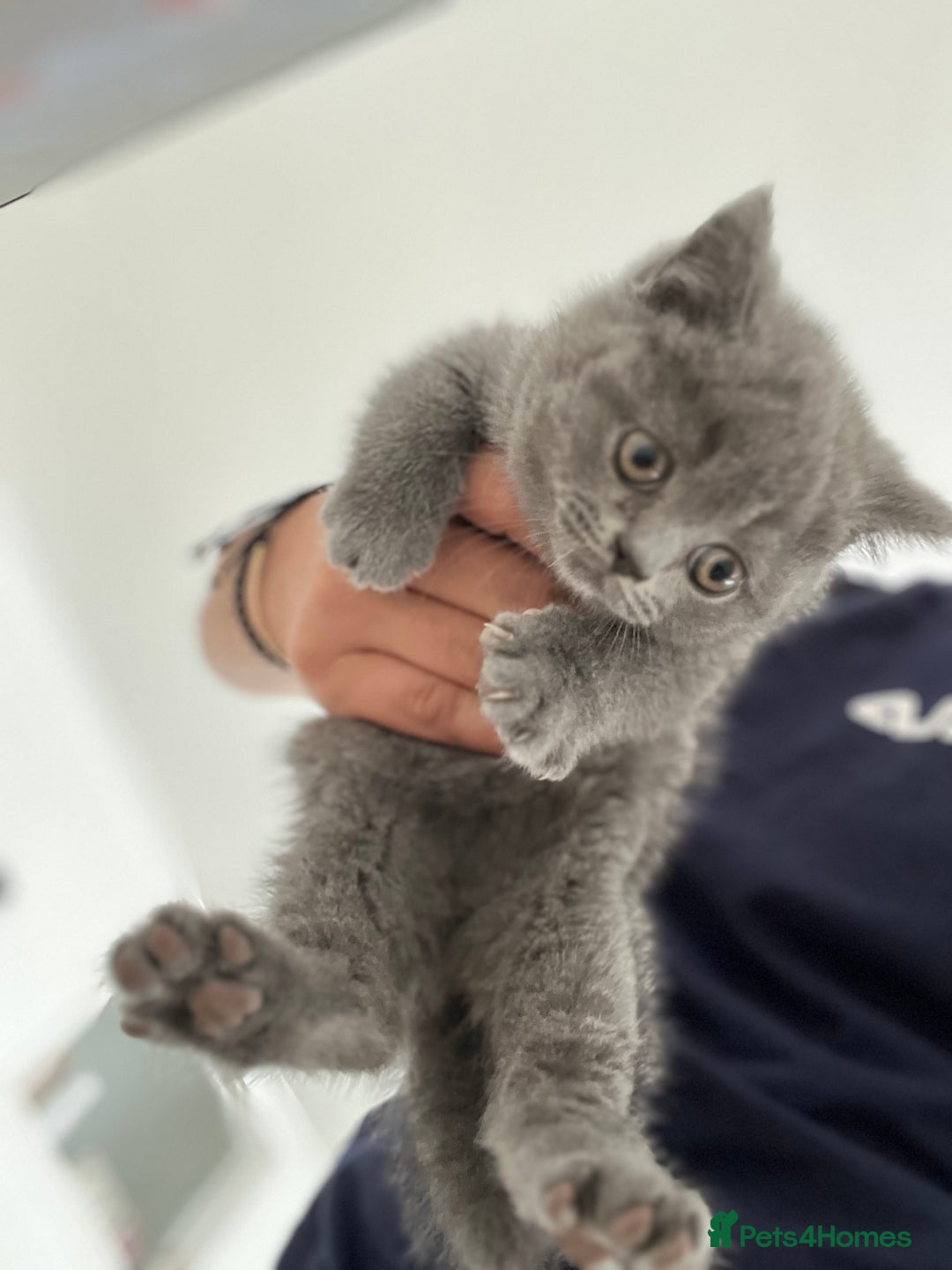 Brazilian Shorthair cats for sale: British Shorthair  - Image 2