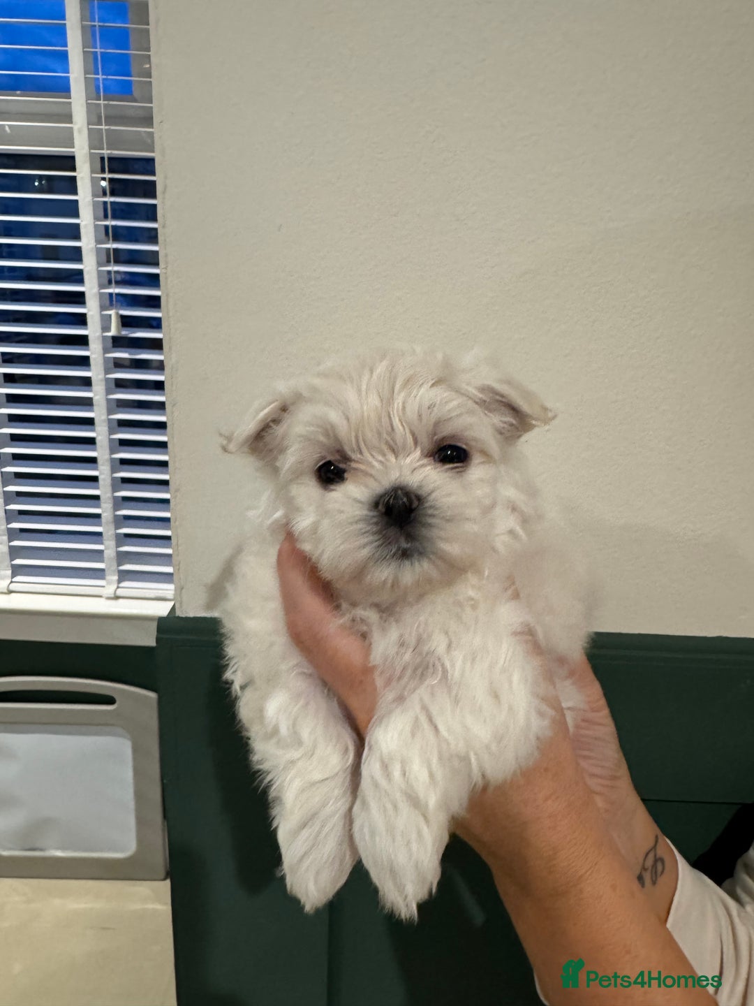 Maltese dogs for sale: Adorable Korean KC Maltese  - Advert 19