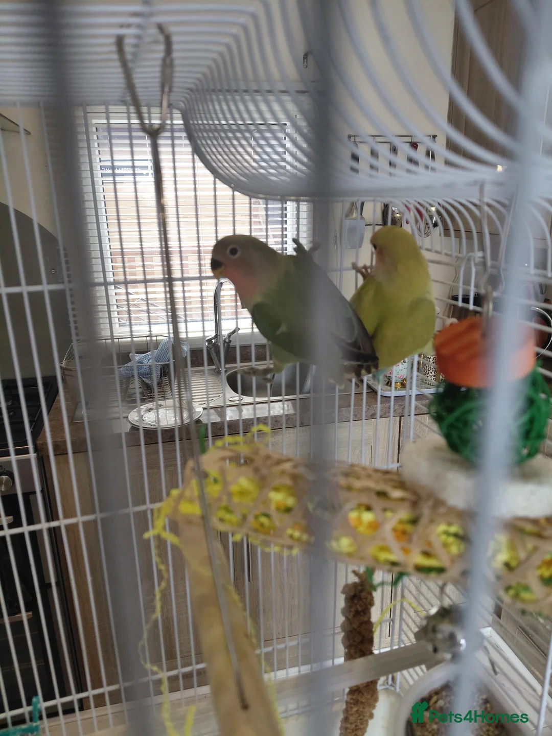 Lovebirds birds for sale: 5 baby lovebirds for sale - Advert 2