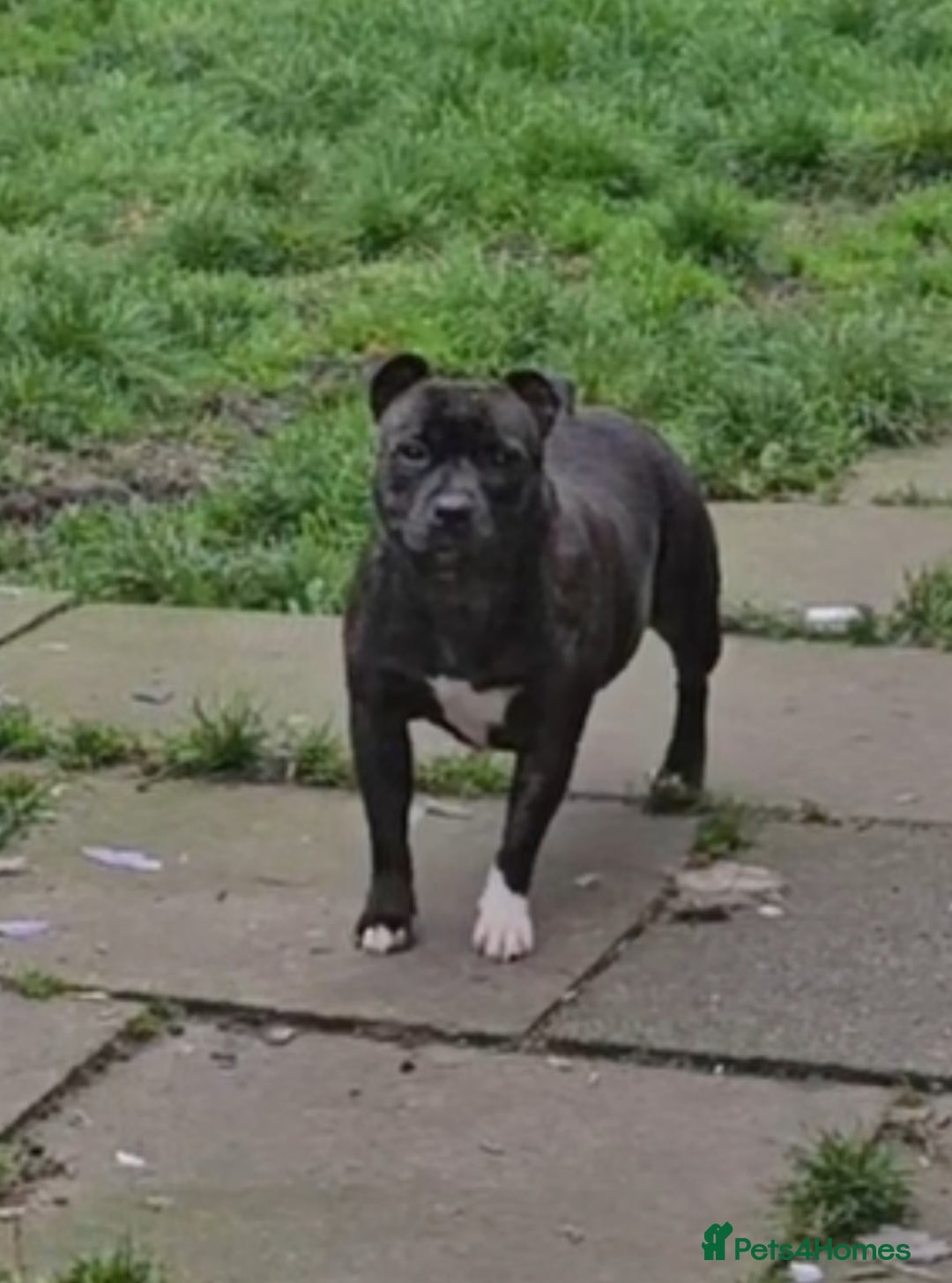 Staffordshire Bull Terrier dogs for sale: 🥨THE GOLDILOCKS LITTER 🥨 - Advert 12