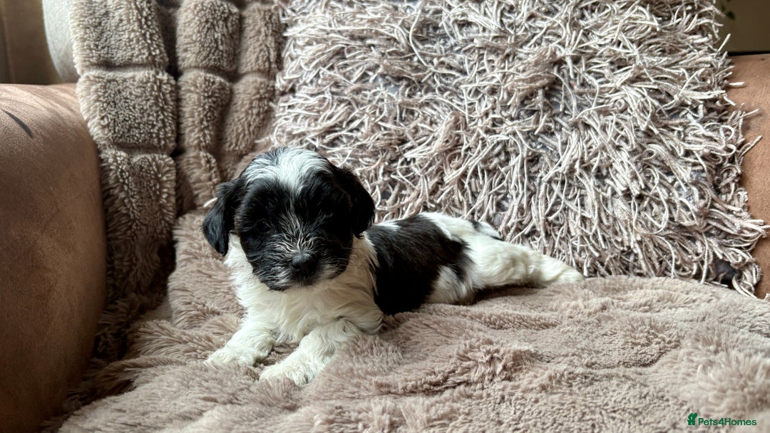 Lhasapoo dogs for sale: *****only 1 girl and 2 boys left ***** - Image 10