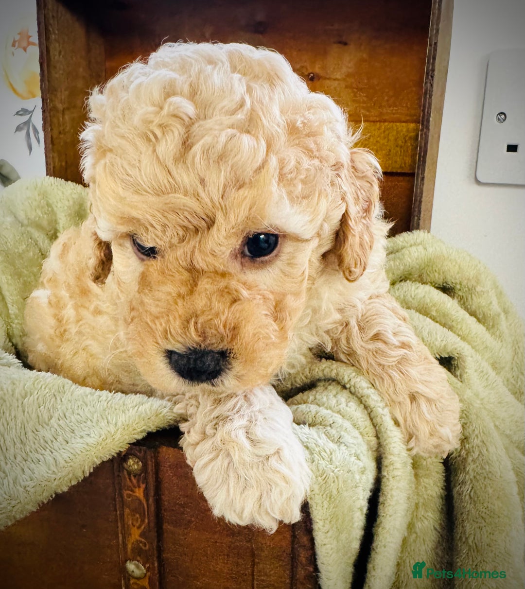 Cavapoo dogs for sale: F1b Cavapoochon  - Image 6