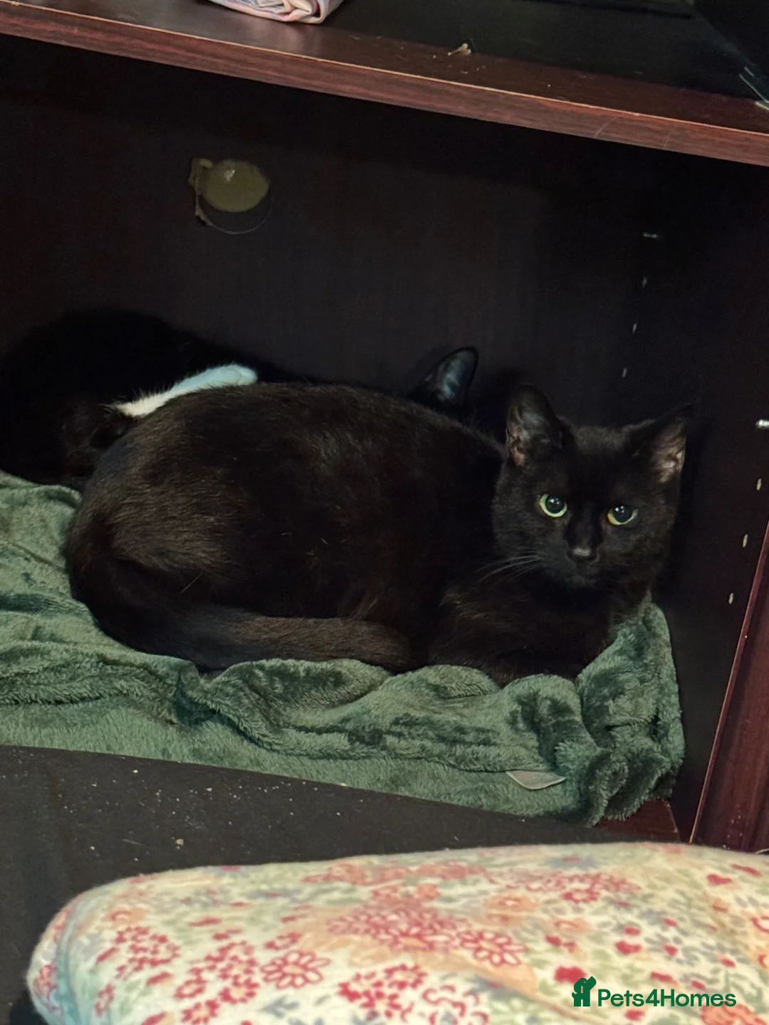 Mixed Breed cats for sale: 2 perfect boy kittens ready to leave  - Advert 12