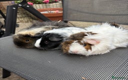 Guinea Pig rodents for sale: 3 beautiful piggies for sale  - Image 1