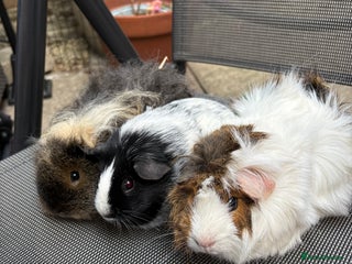 Guinea Pig rodents for sale - Advert 1