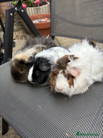 Guinea Pig rodents - Advert 2