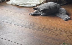 British Shorthair cats for sale: Beautiful British blue Kittens in Sheffield - Image 26