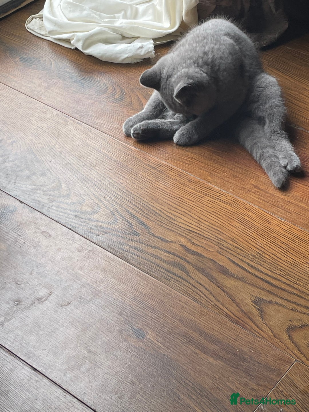 British Shorthair cats for sale: Beautiful British blue Kittens in Sheffield - Image 26