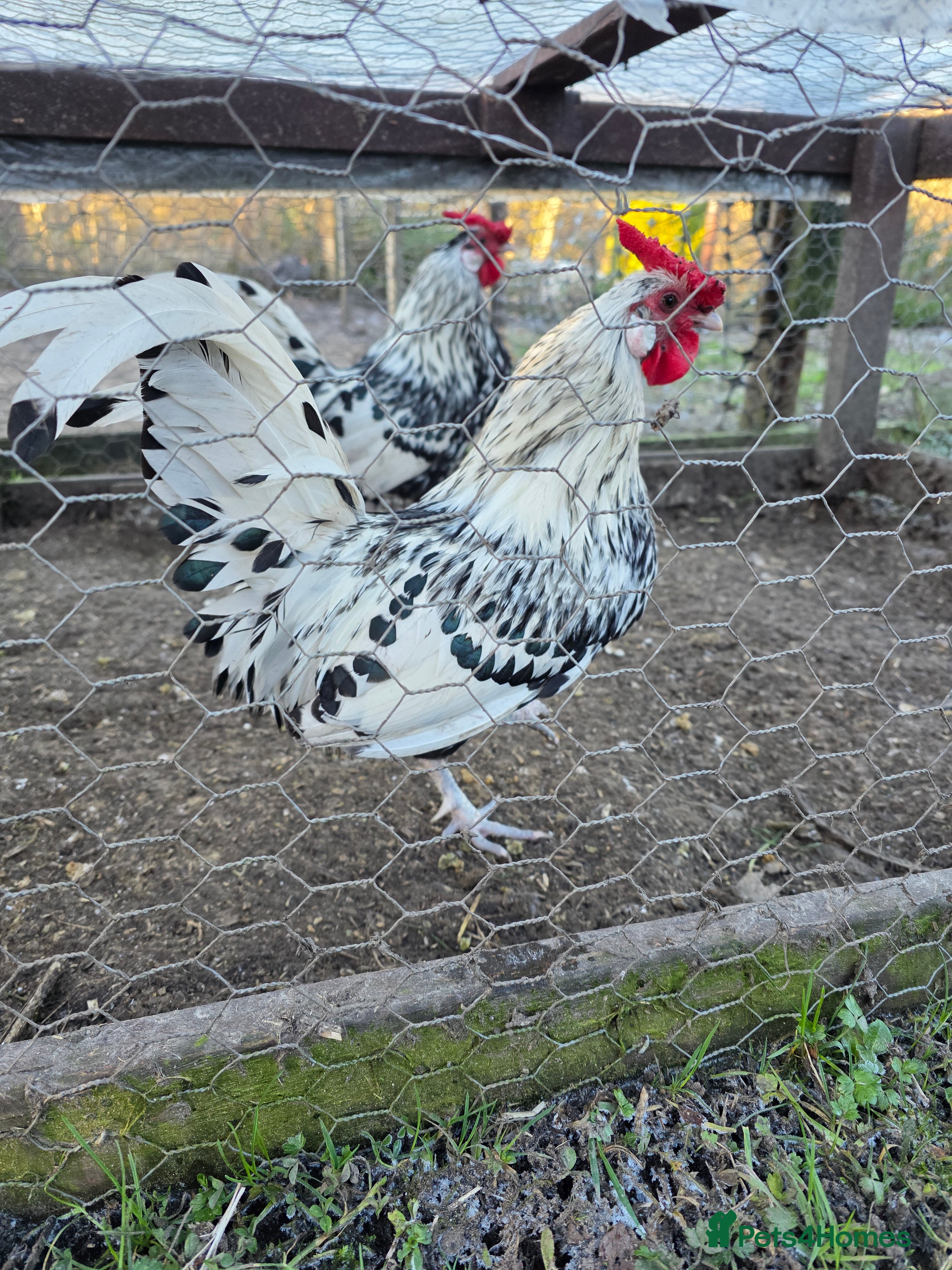 Chickens poultry Silver spangled hamburg bantam cockerel in Nelson - Advert 2