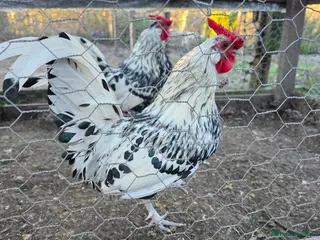 Chickens poultry Silver spangled hamburg bantam cockerel in Nelson - Advert 1