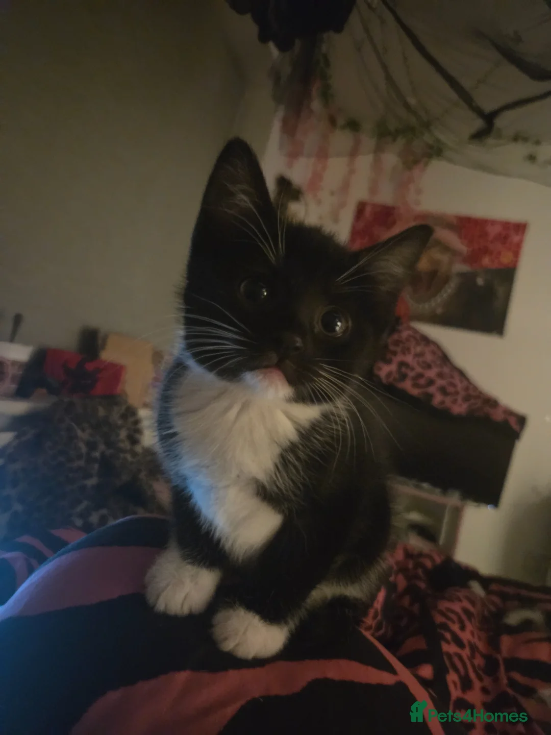 Mixed Breed cats for sale: 6 Beautiful Kittens in Wigan - Advert 2