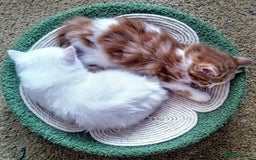 Maine Coon cats for sale: 2 Maine Coon bloodline kittens - Image 2