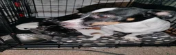 Mixed Breed dogs for sale: Jack Russell Cross Pups - Advert 4