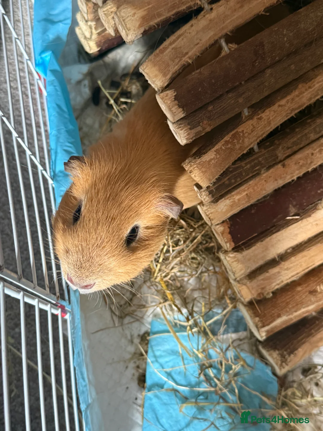 Guinea Pig rodents for sale: 3 male guinea pigs  in Yeovil - Advert 3