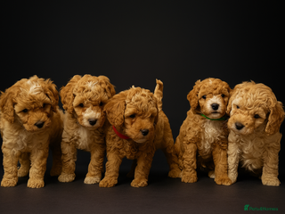 Miniature Poodle dogs - Advert 4
