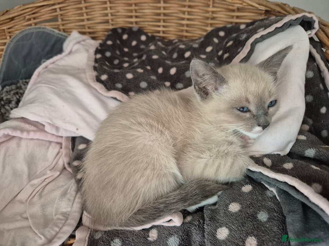 Snowshoe cats for sale: Stunning pedigree Snowshoe kittens  - Image 20