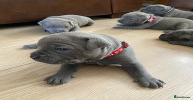 Staffordshire Bull Terrier dogs - Advert 12