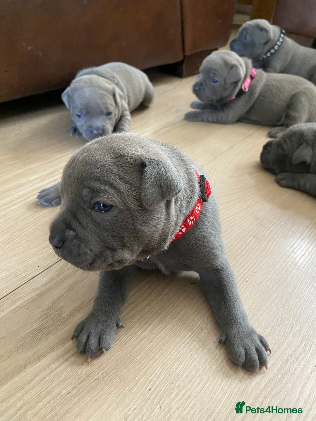 Staffordshire Bull Terrier dogs for sale: solid blues - Image 3