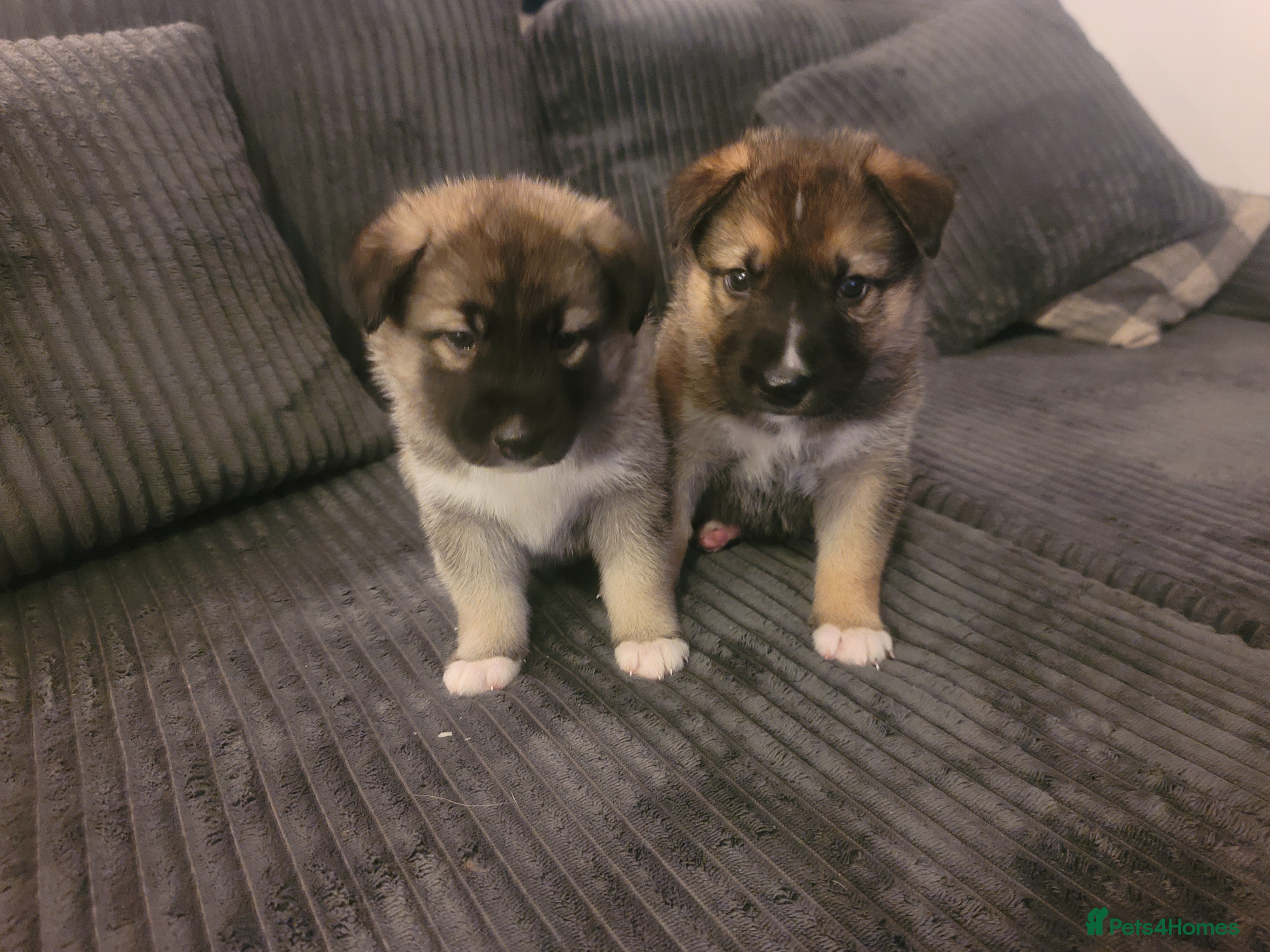 Shepsky dogs Shepsky Puppies - Advert 9