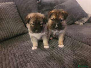 Shepsky dogs Shepsky Puppies - Advert 14