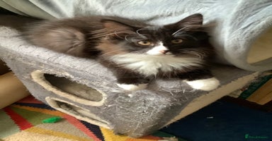 Norwegian Forest Cat cats - Advert 6