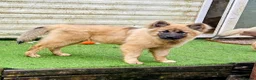 Mixed Breed dogs for sale: Malamute/akita  cross  - Advert 5