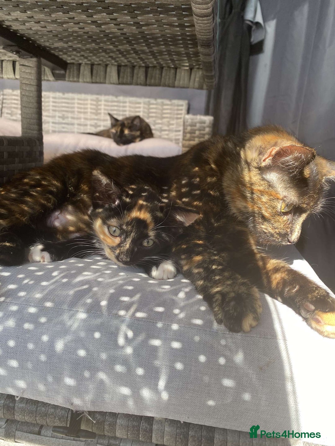 British Shorthair cats for sale: Gorgeous British shorthair kittens  - Image 8