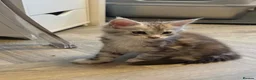Maine Coon cats for sale: Stunning Maine Coon Litter Of Kittens  - Advert 6