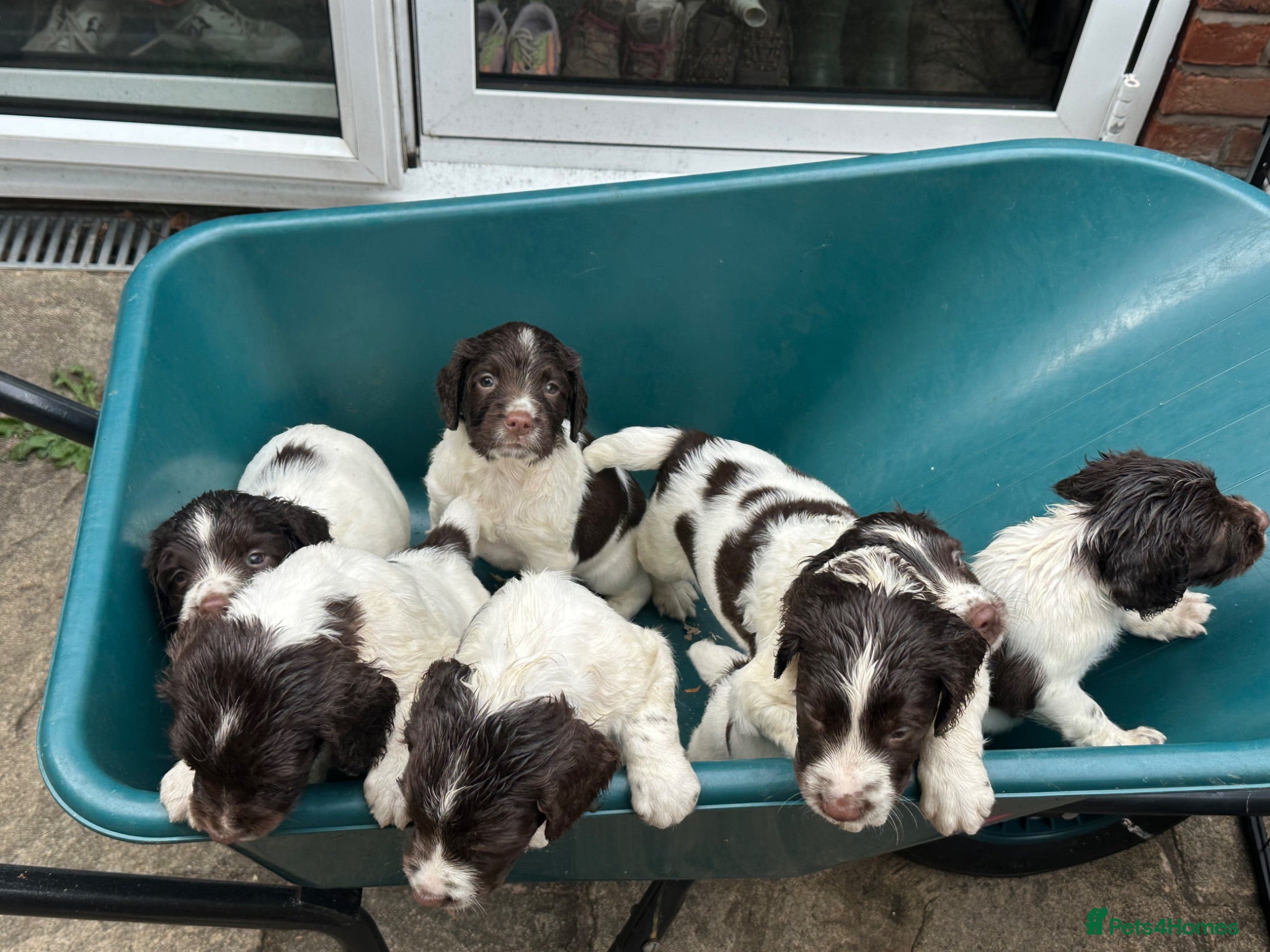 English Springer Spaniel dogs Working-Bred English Springer Spaniel Puppies - Advert 1