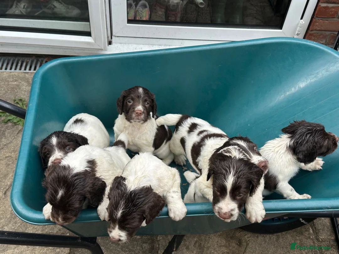 English Springer Spaniel dogs for sale: Working-Bred English Springer Spaniel Puppies in Frodsham - Advert 1