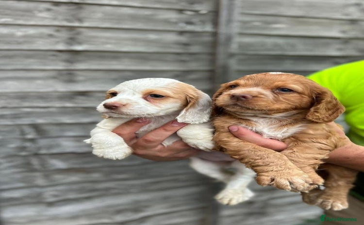 Cocker Spaniel dogs - Advert 11