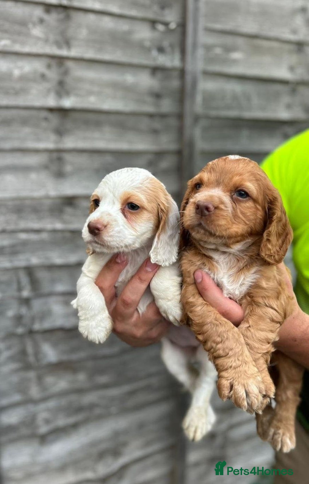Cocker Spaniel dogs for sale: Gorgeous cocker spaniel puppies  - Image 1