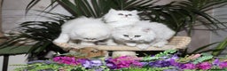 Persian cats for sale: Stunning Chinchilla Persian Kittens-Ready to go 💕 - Advert 4