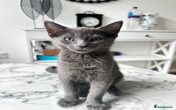 British Shorthair cats for sale: British shorthair-ragdoll mixed - Image 1