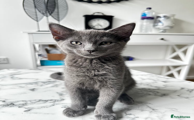 British Shorthair cats - Advert 12