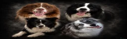 Border Collie dogs for sale: Gorgeous KC Registered Health Tested Border Collie - Advert 11