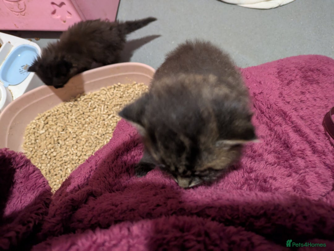 Mixed Breed cats for sale: Black FLUFFY kittens ❤️ - Image 8