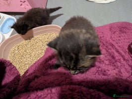 Mixed Breed cats - Advert 6