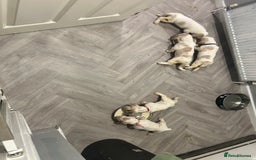 Basset Hound dogs for sale: Lemon and white basset pups - Image 15