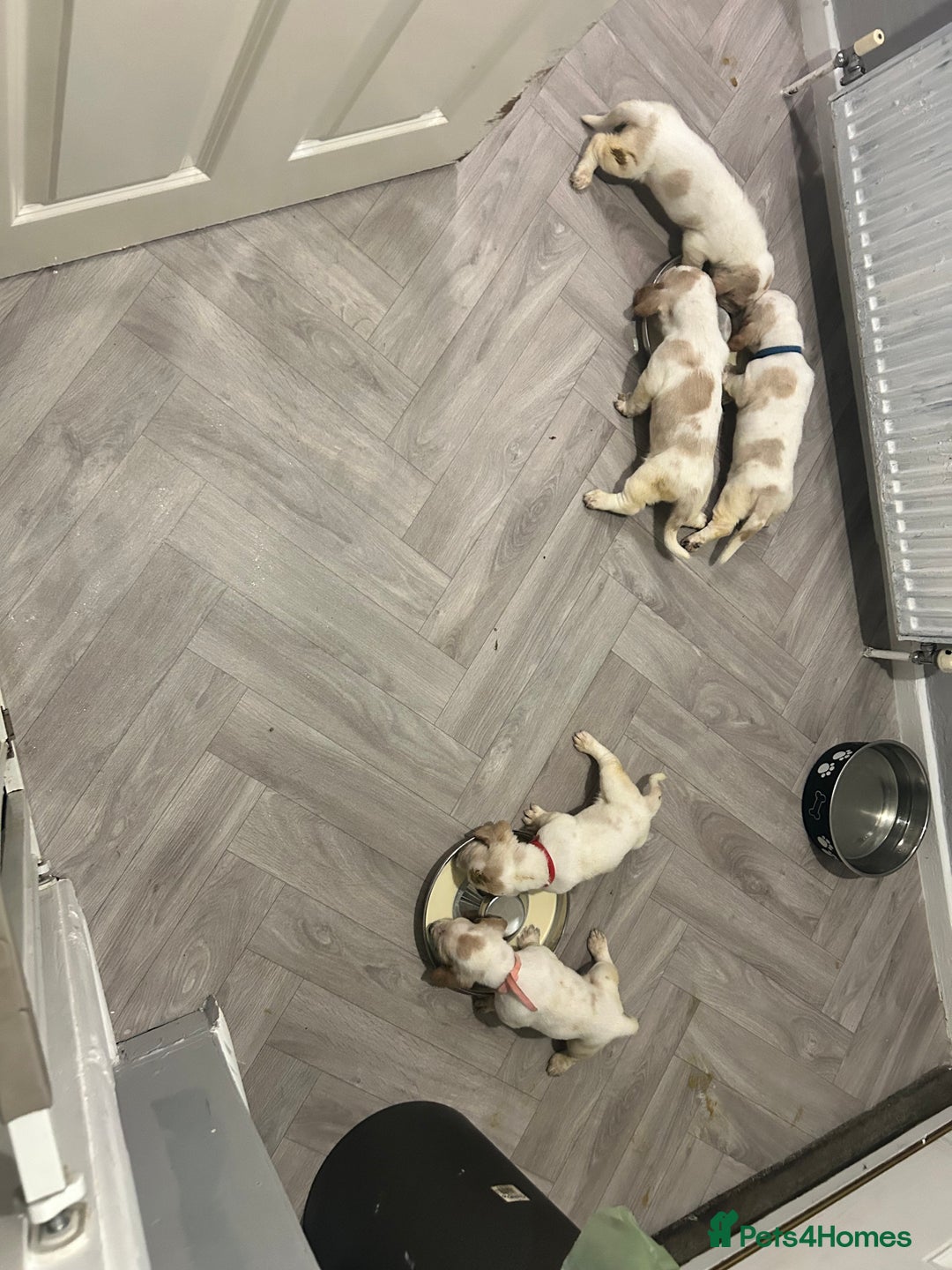 Basset Hound dogs for sale: Lemon and white basset pups - Image 15
