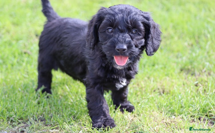 Cockapoo dogs - Advert 4