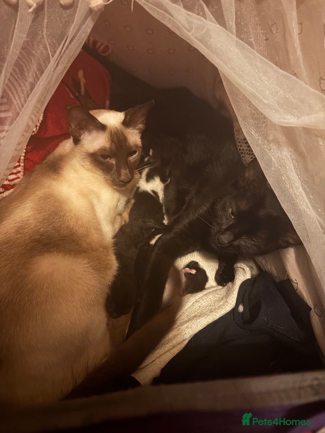 Mixed Breed cats for sale: 3 FEMALE MIXED KITTENS WITH QUARTER SIAMESE - Advert 5