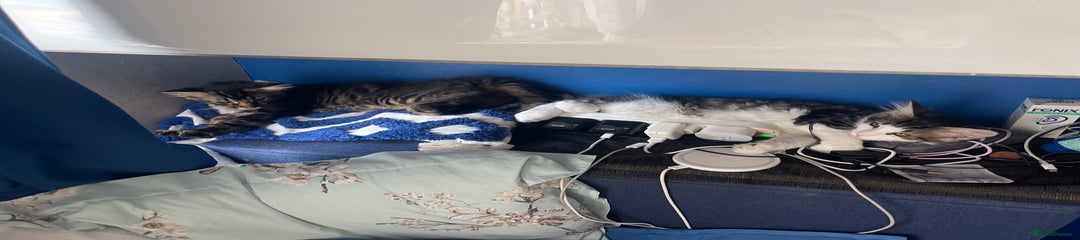 Maine Coon Kitten Polydactyl Reduce price 