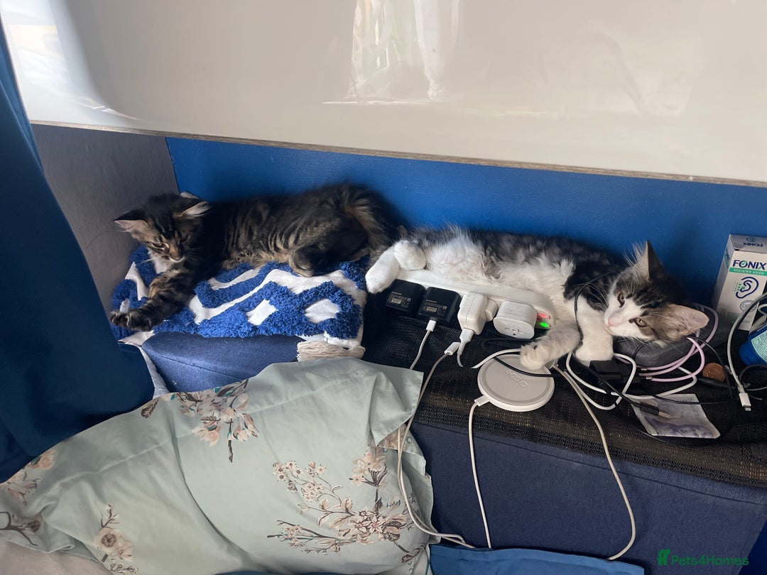 Maine Coon cats for sale: Gorgeous Black & Black Smoke kittens TICA parents - Image 28