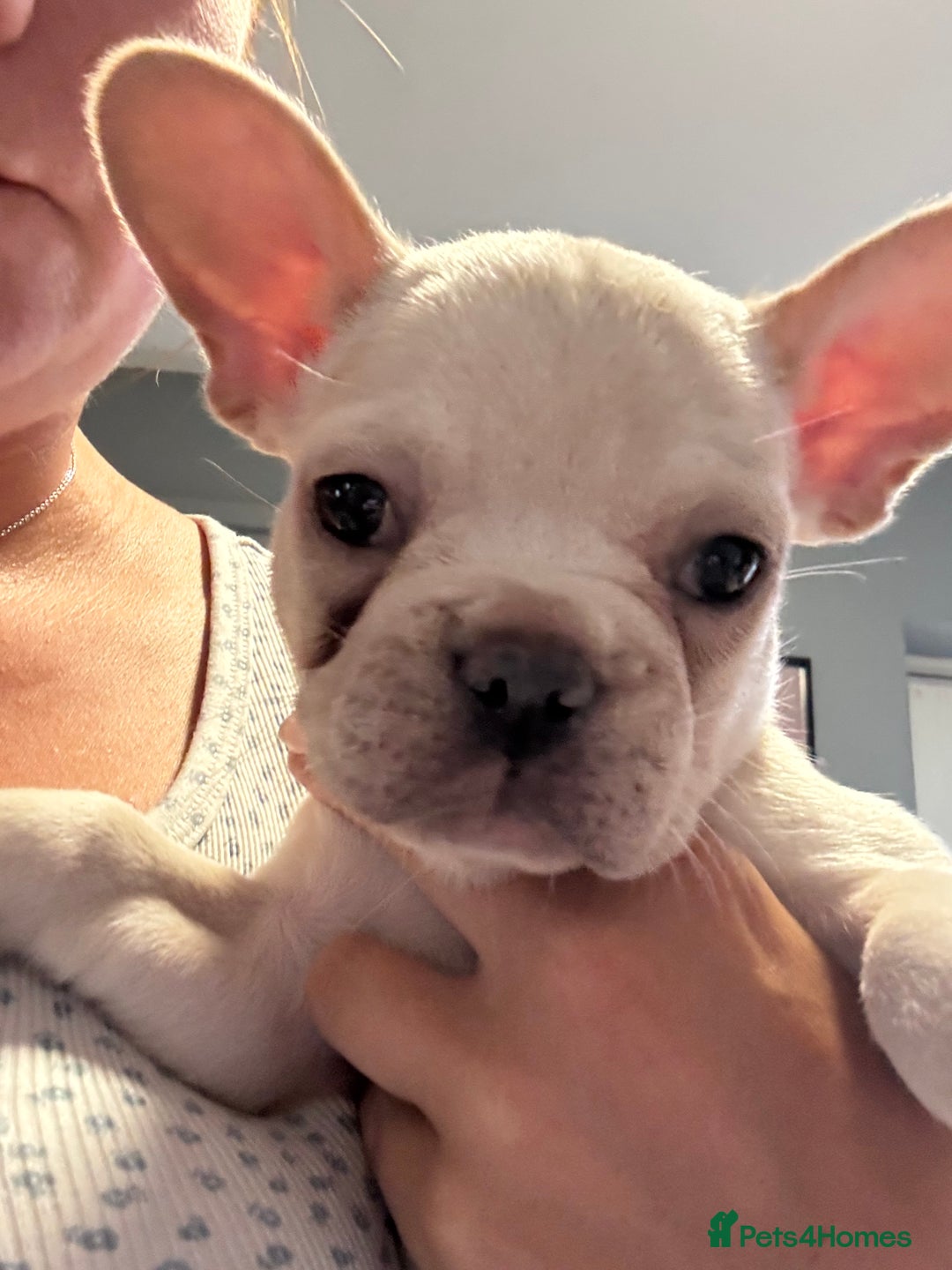 French Bulldog dogs for sale: White French bulldogs puppies  - Image 12